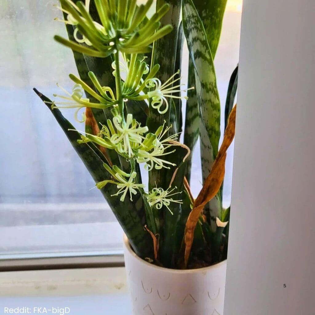 Snake plant blooming 5
