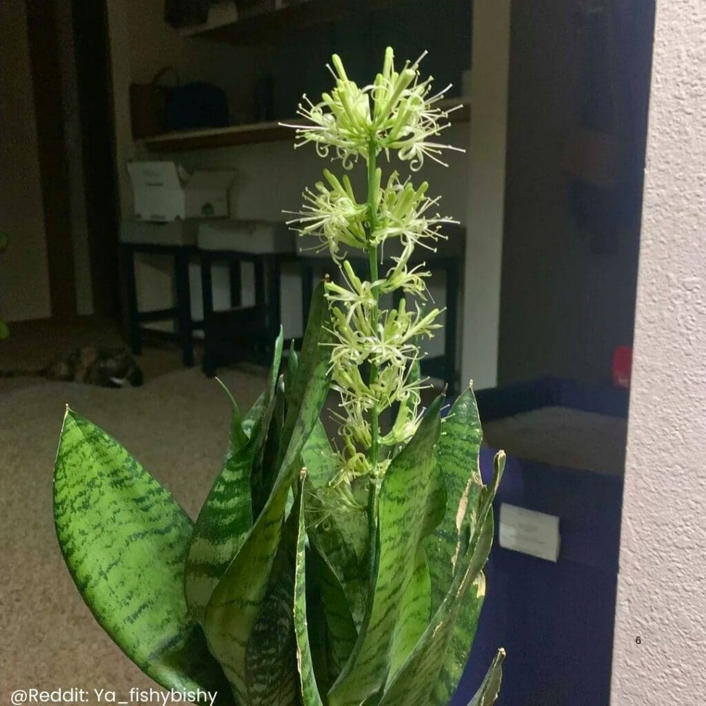 Snake plant blooming 6