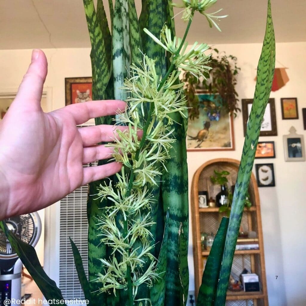 Snake plant blooming 7