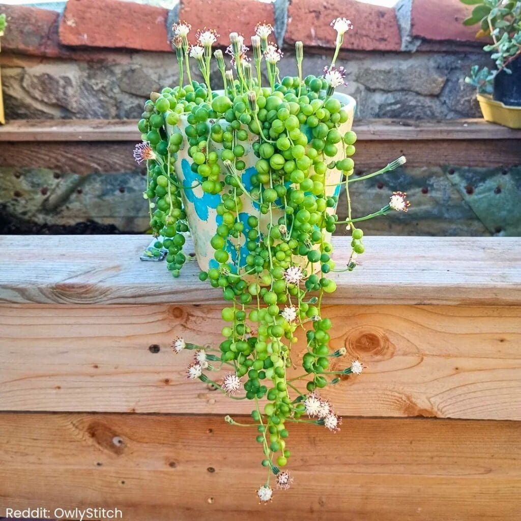 String of pearls plant blooming