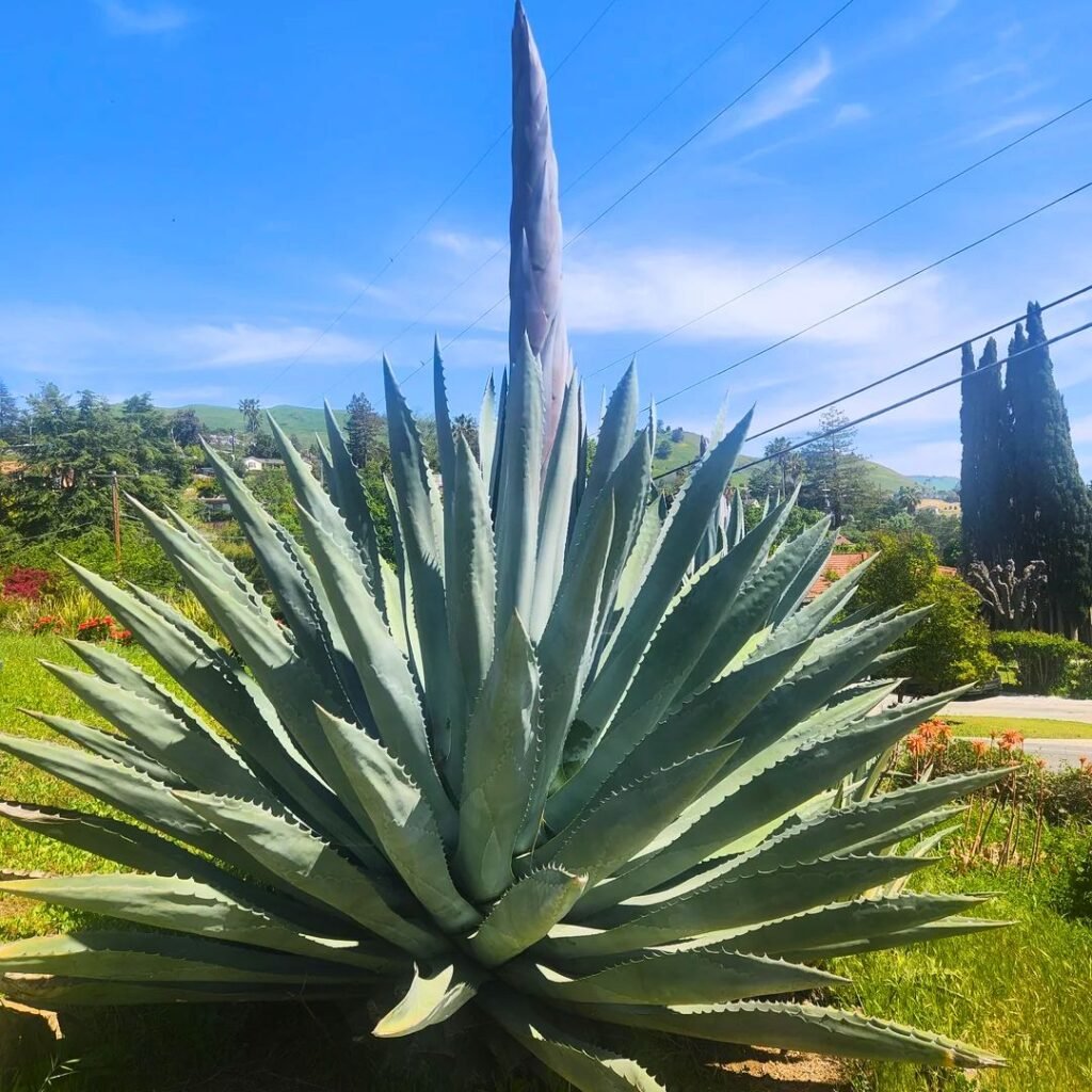 Agave Americana