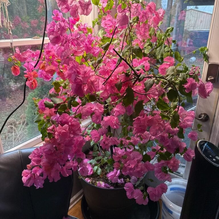 10 Houseplants That Actually Love Hot Summer Weather
