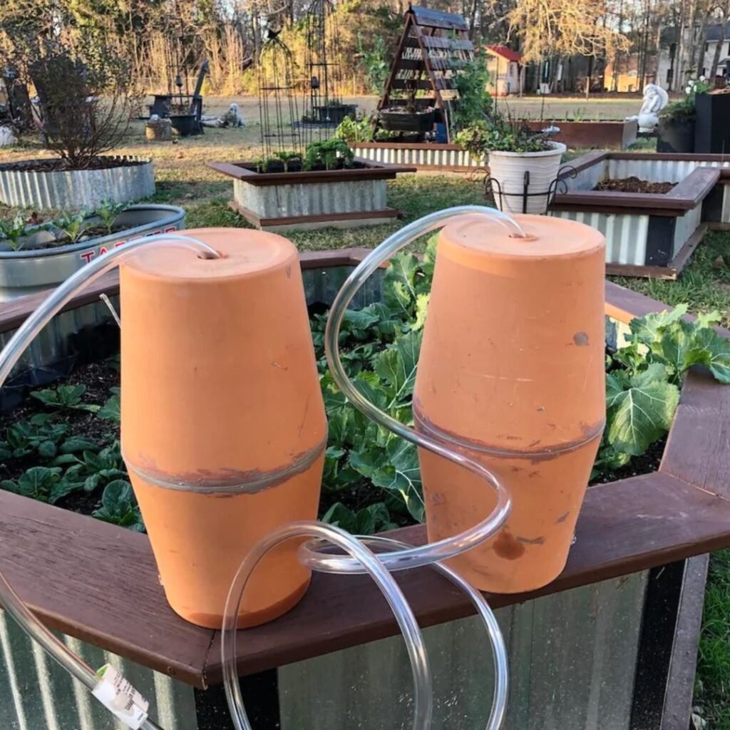 DIY clay pot drip irrigation