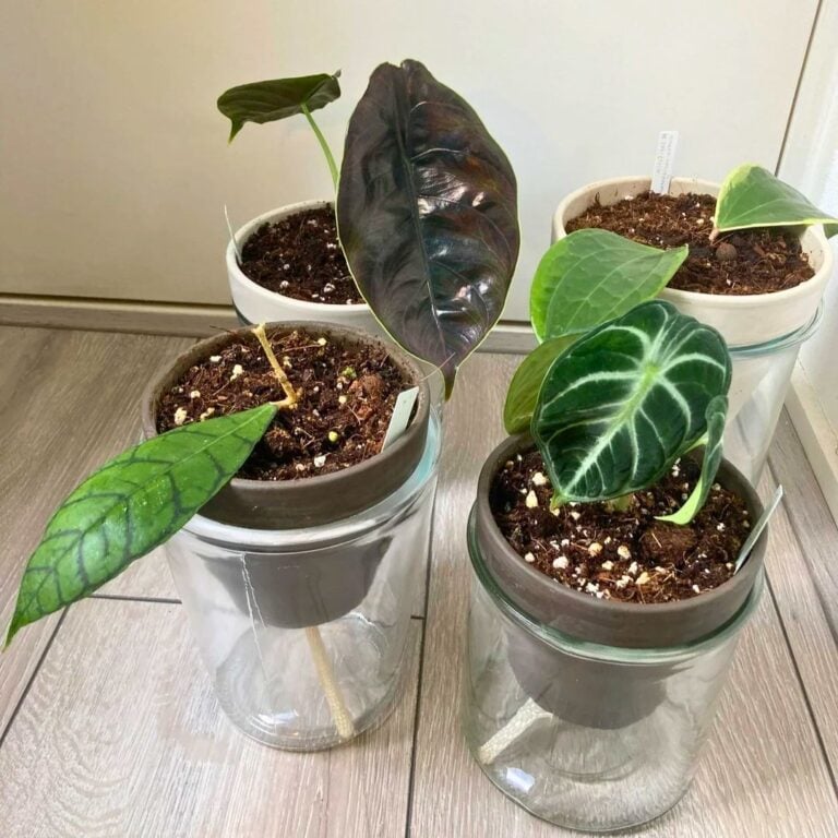5 DIY Self-Watering Pots You Can Make in Minutes for Effortless Plant Care