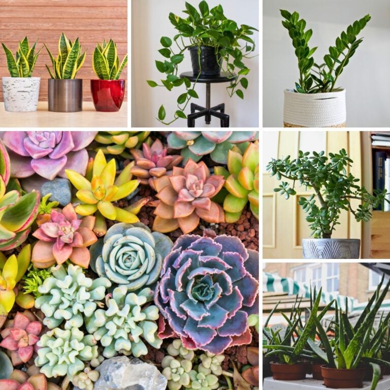 8 Summer-Proof Plants That Won’t Die While You Travel