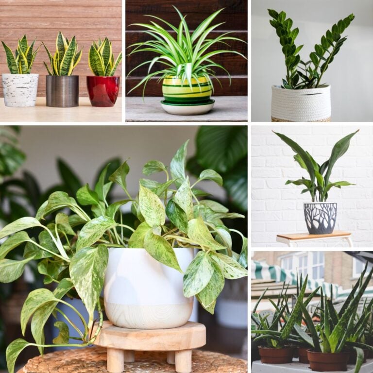 6 Houseplants You Can Leave Alone During Summer Vacation