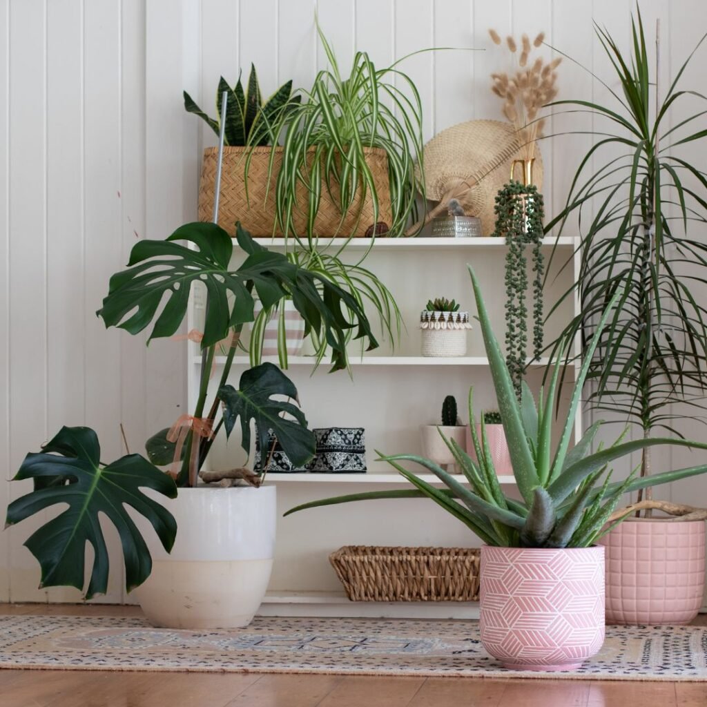 Group of plants