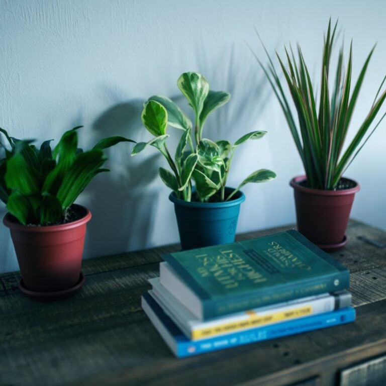 6 Houseplants That Shine in Low Fall Light