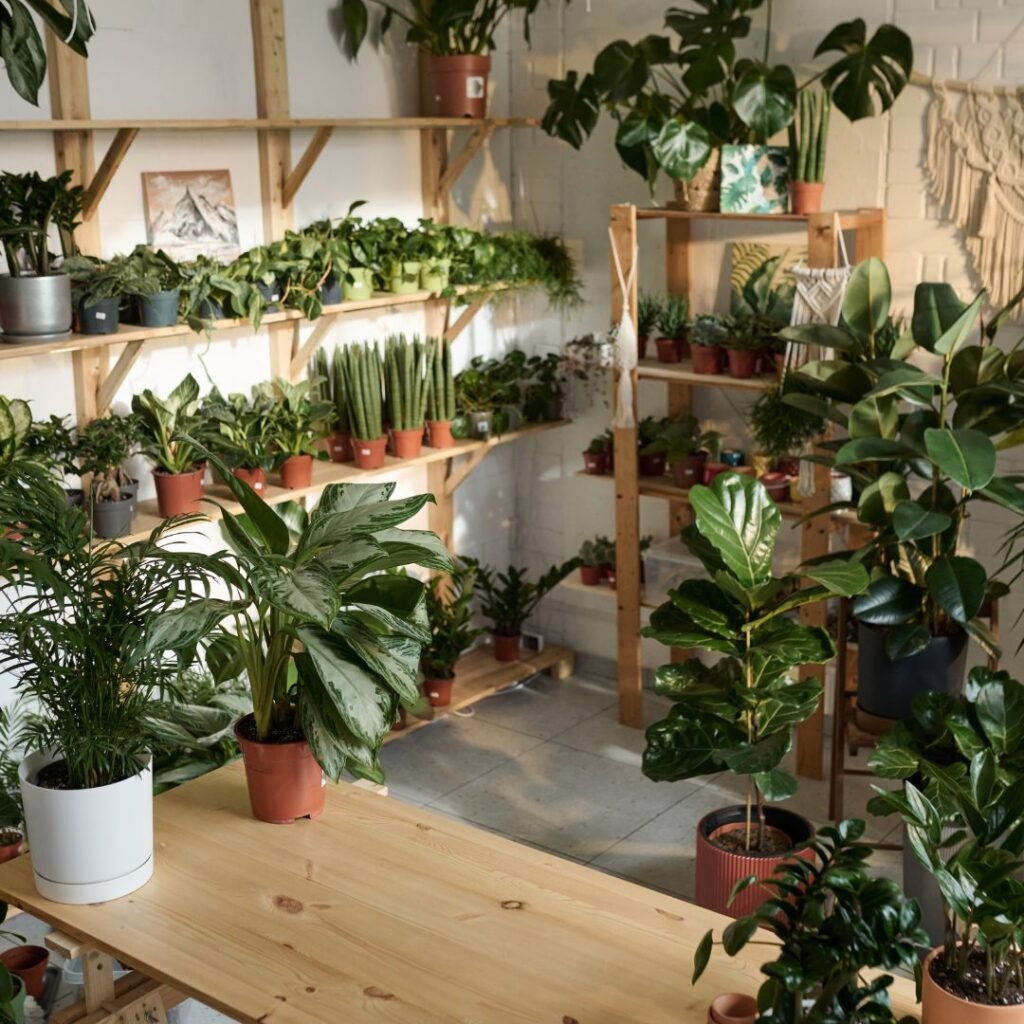 Group of plants 4