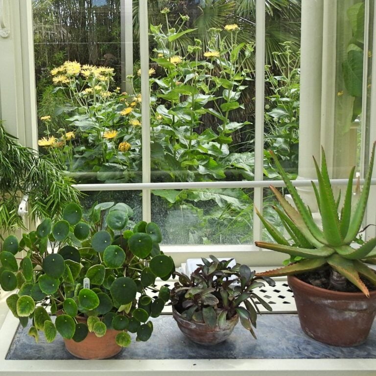 4 Things Every Plant Parent Should Do Before Leaving Town For A Vacation