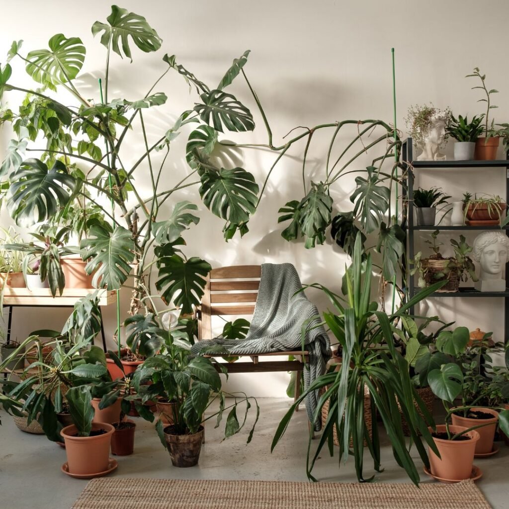 Group of plants 6