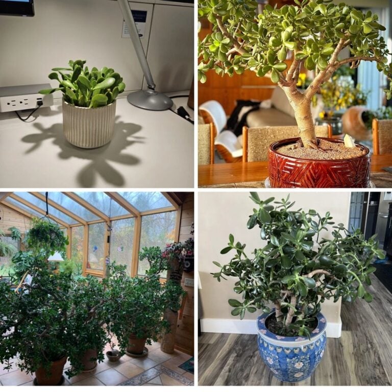 10 Stunning Jade Plant Decor Ideas for Every Room