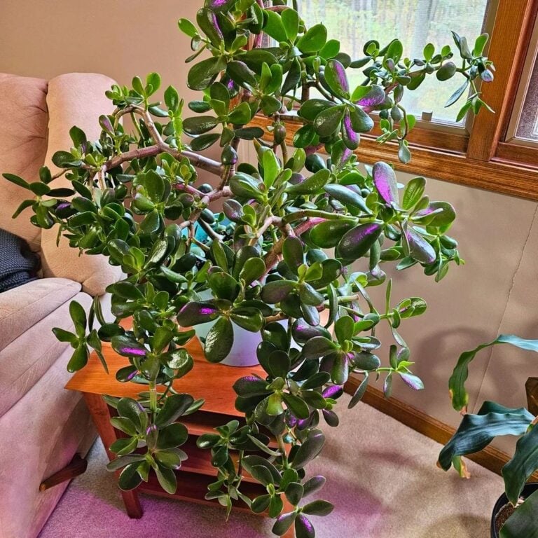 5 Low-Tech Ways to Keep Houseplants Cool in Hot Rooms