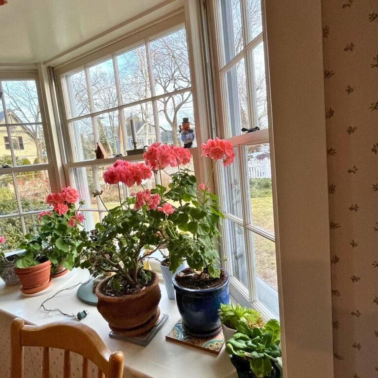 6 Houseplants That Bloom Beautifully in Summer Indoors
