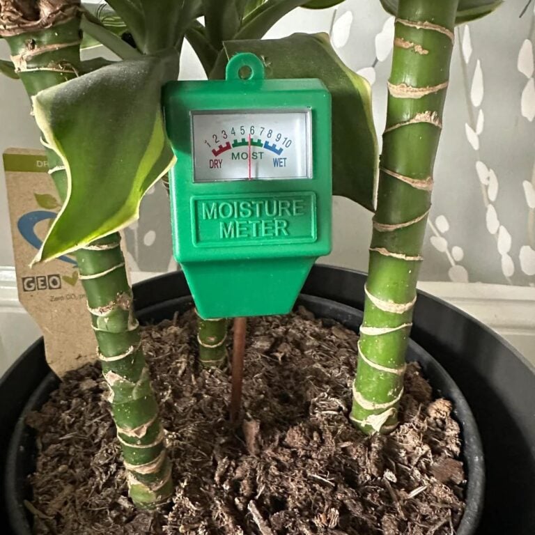6 Tips to Avoid Overwatering in Cooler Months