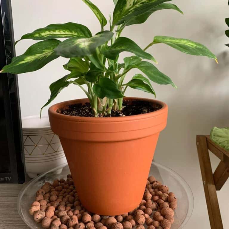 3 Easy Humidity Tray Ideas Using Household Items » Simplify Plants
