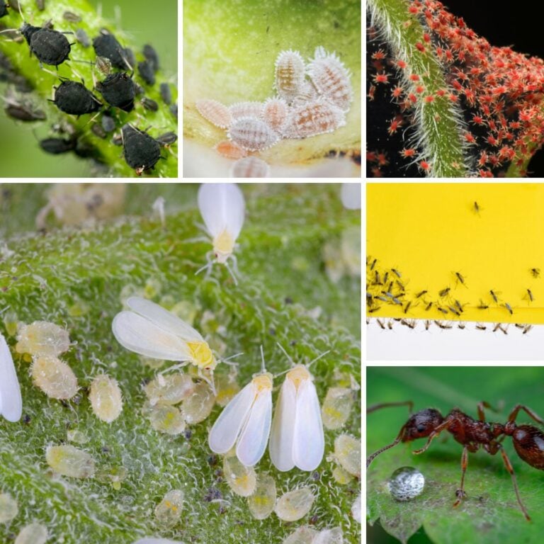 5 Common Summer Houseplant Pests and How to Stop Them