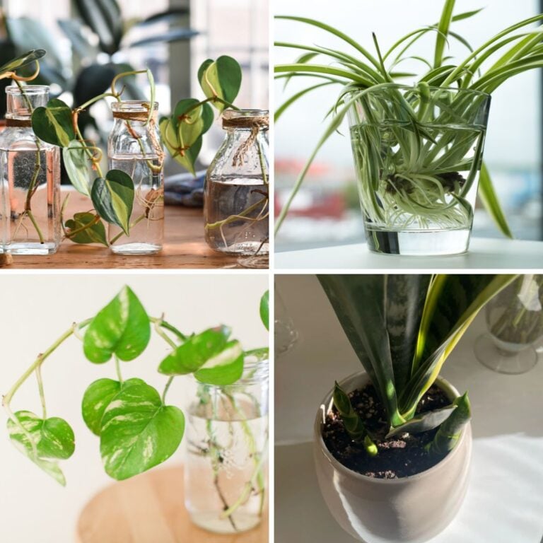 5 Houseplants That Are Super Easy to Propagate in Summer