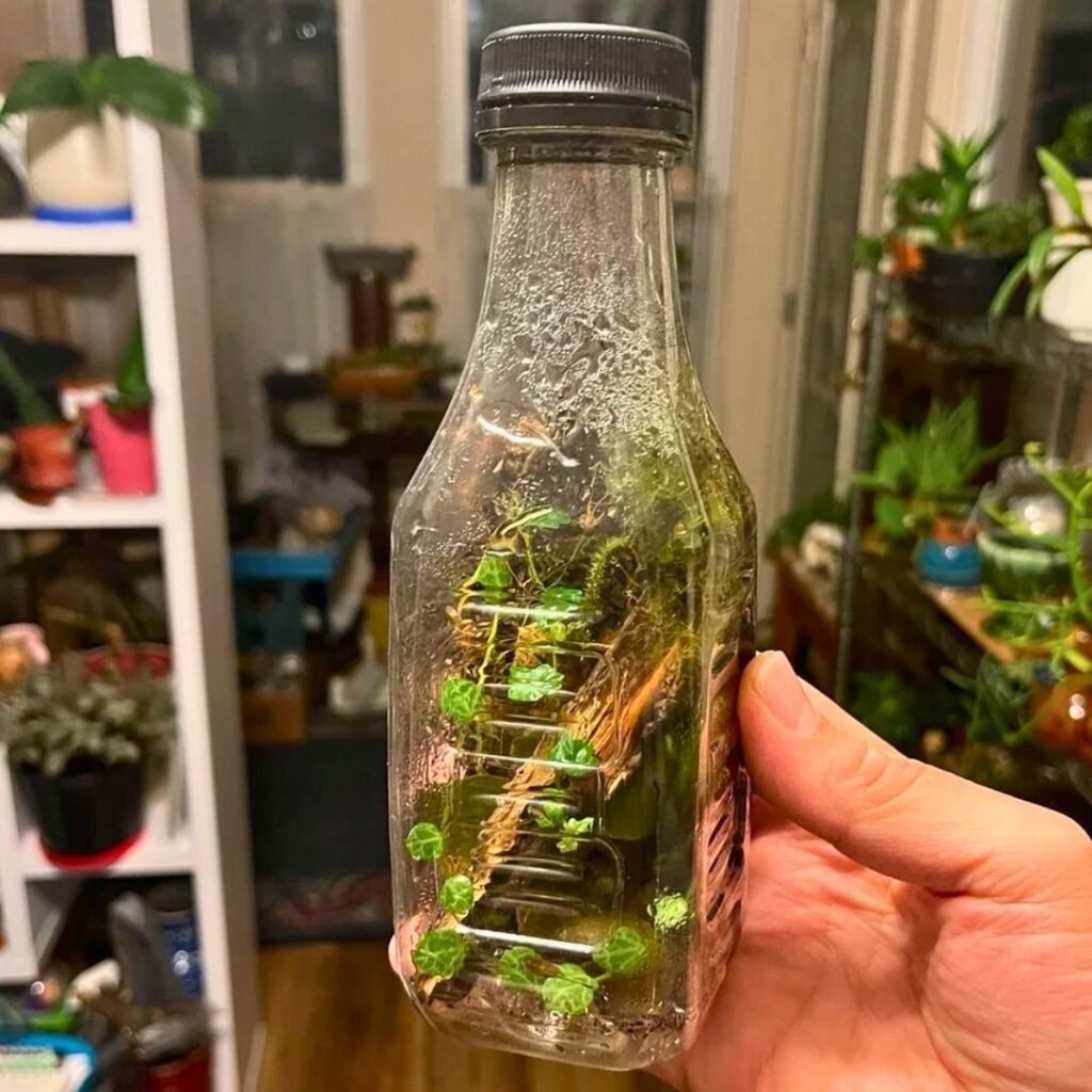 Plastic Bottle Terrarium