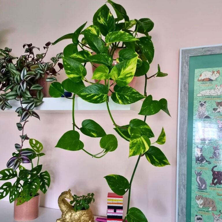 9 Ways to Refresh Your Plant Shelf for the Season