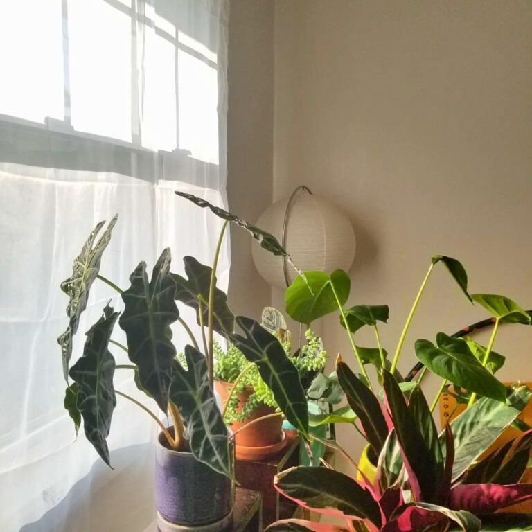 5 Genius Ways to Avoid Houseplant Sunburn Indoors