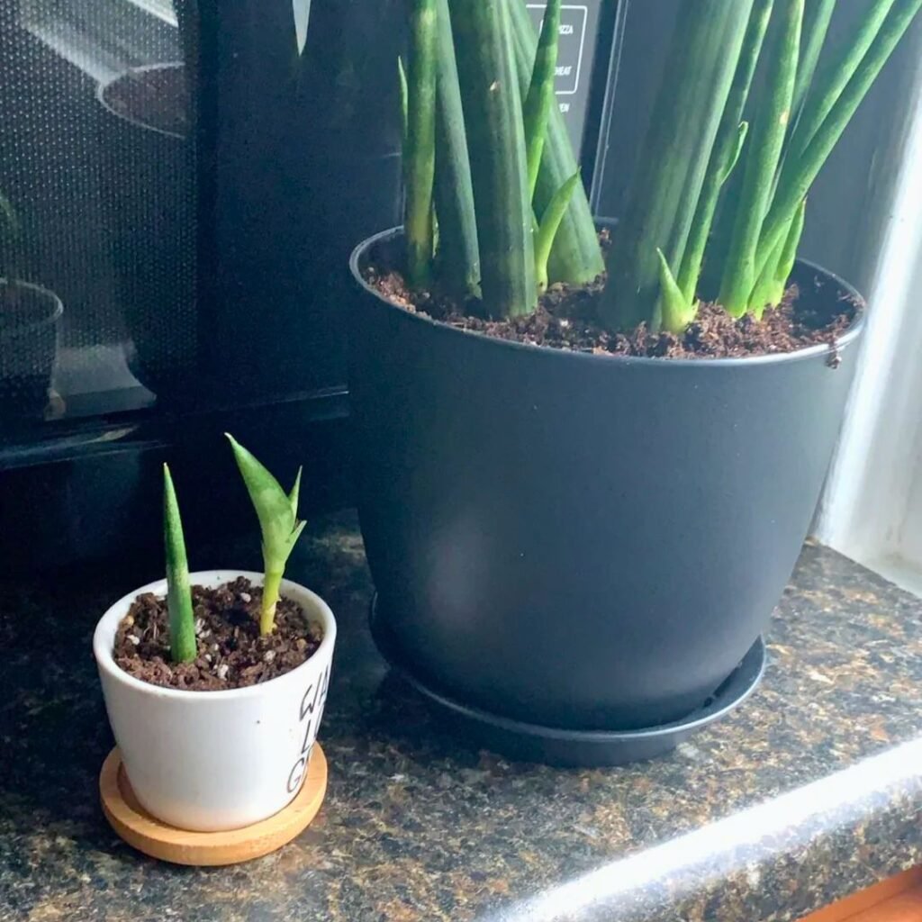 Snake plant Cutting 1