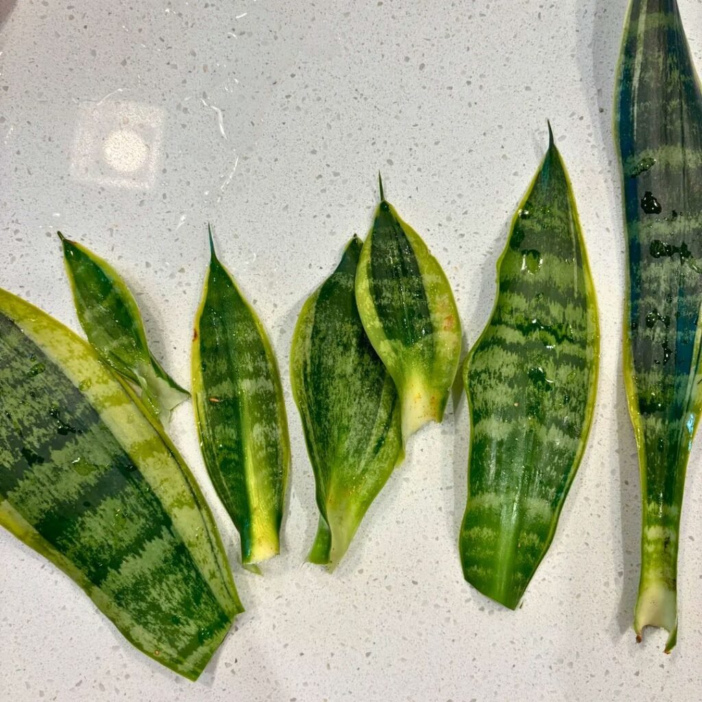 Snake plant Cutting