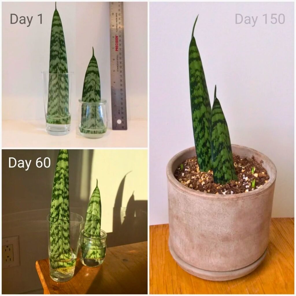 Snake plant Cutting 3