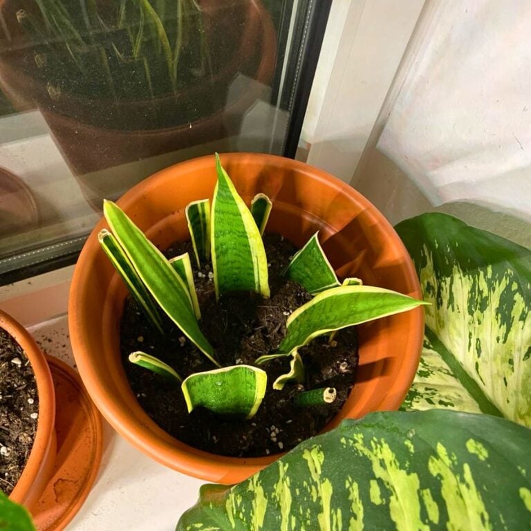 7 Tips To Grow Snake Plant From Leaf