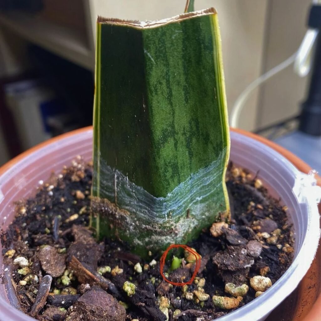 Snake plant Cutting 5