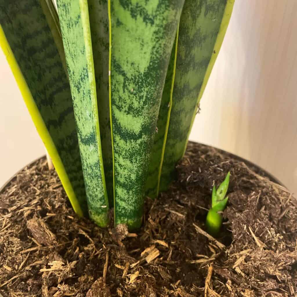 Snake plant pups