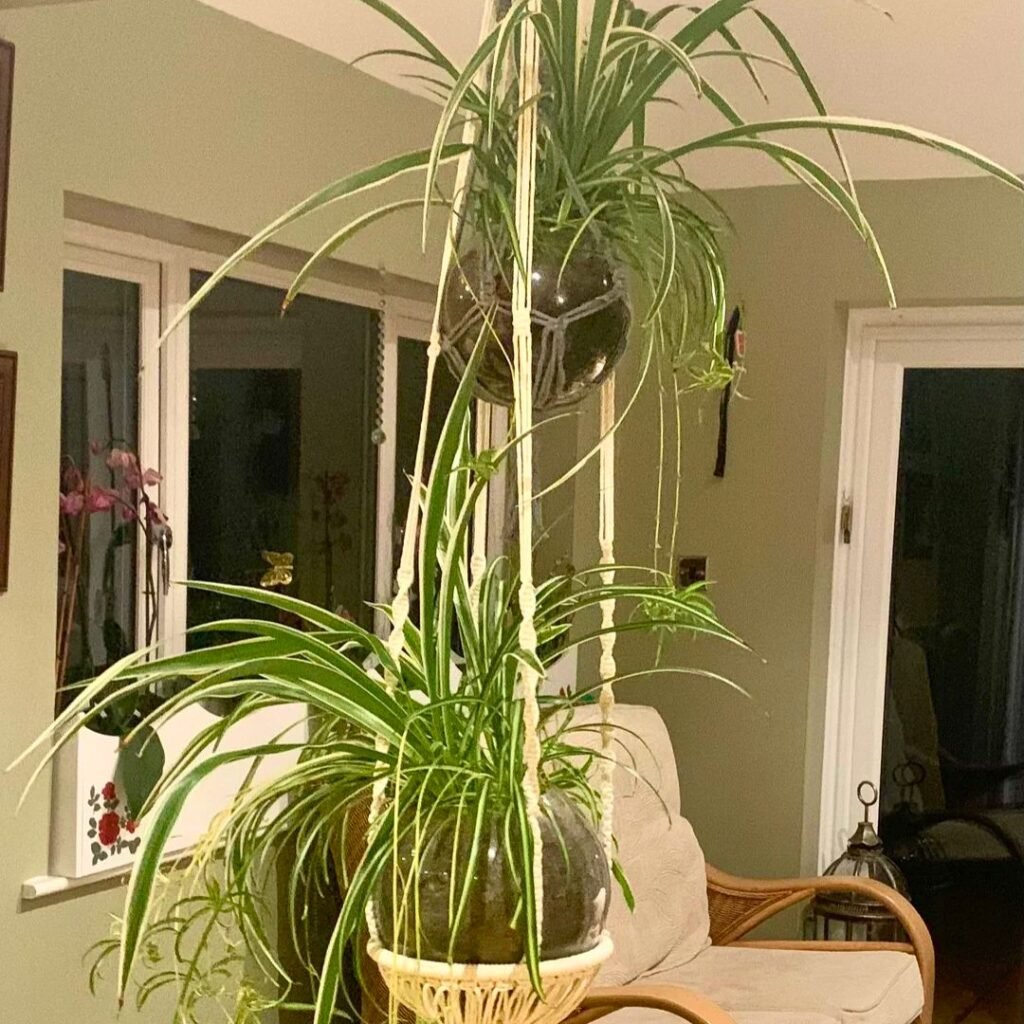 Spider Plant Decor Ideas