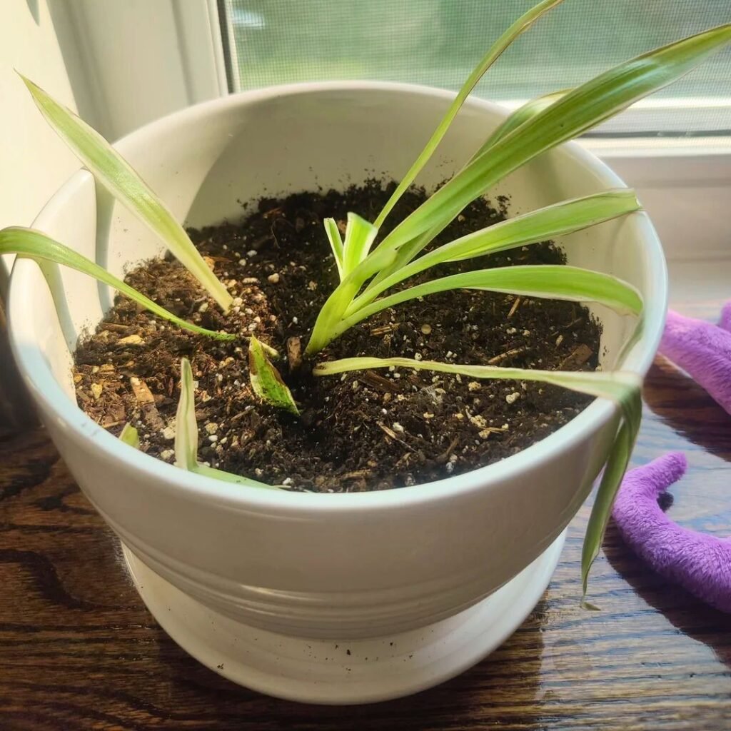 Spider Plant Decor Ideas 5
