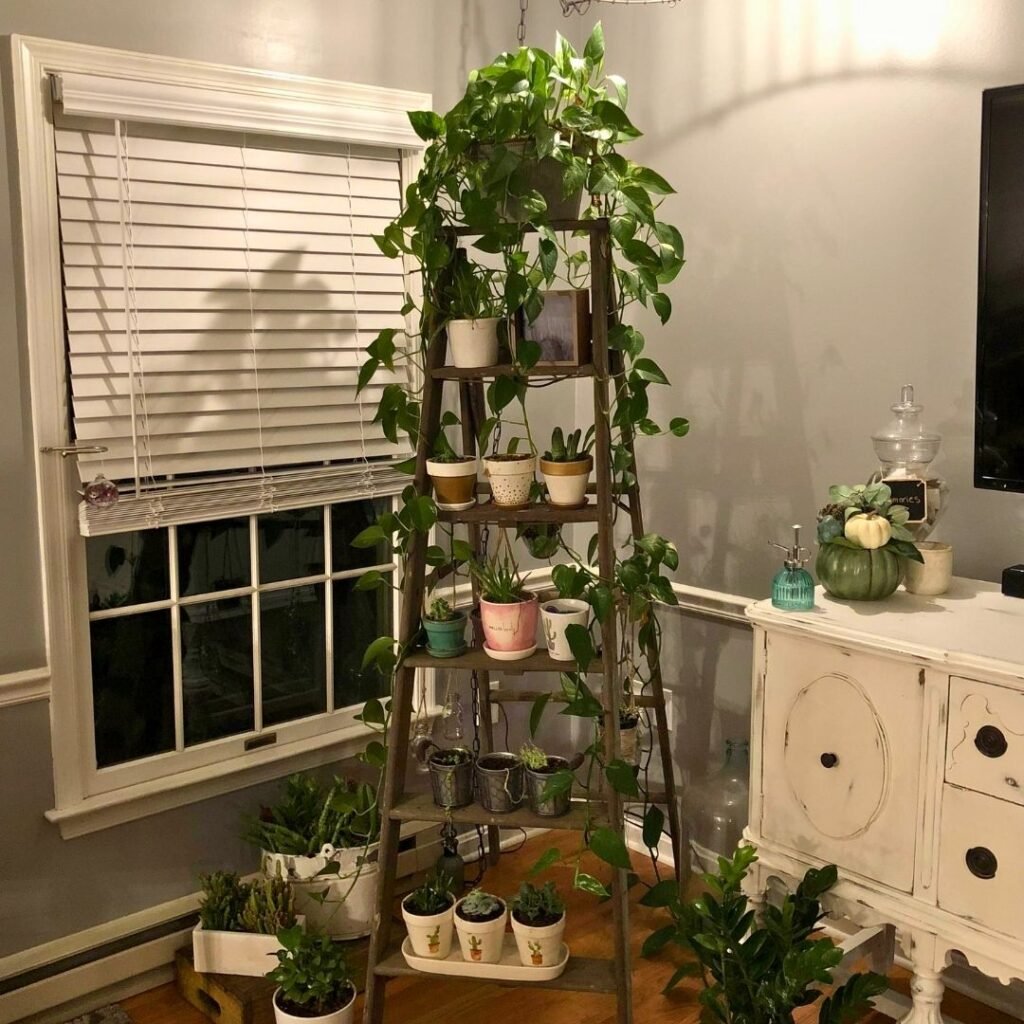 Spider Plant Decor Ideas 6