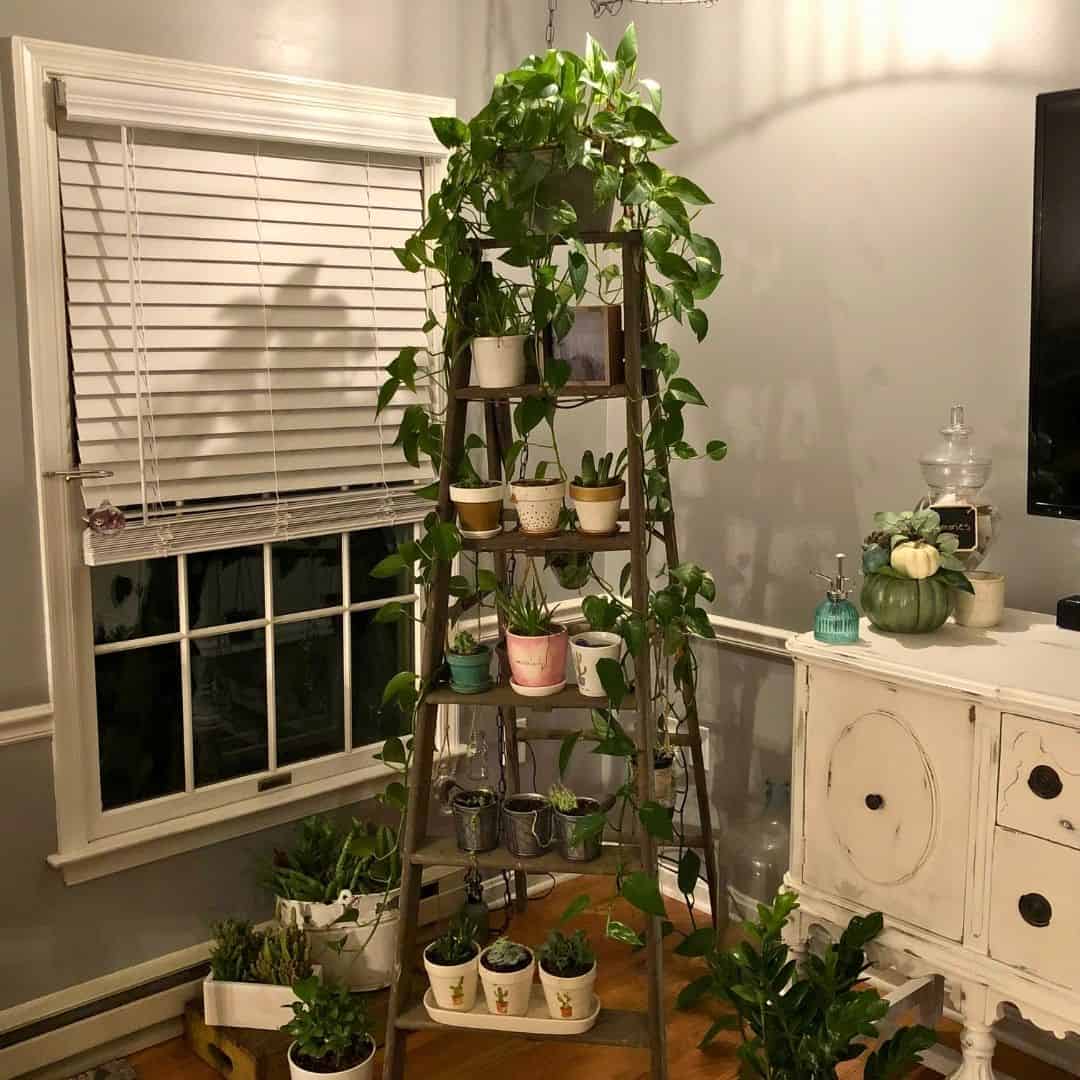 10 Amazing Spider Plant Decor Ideas » Simplify Plants