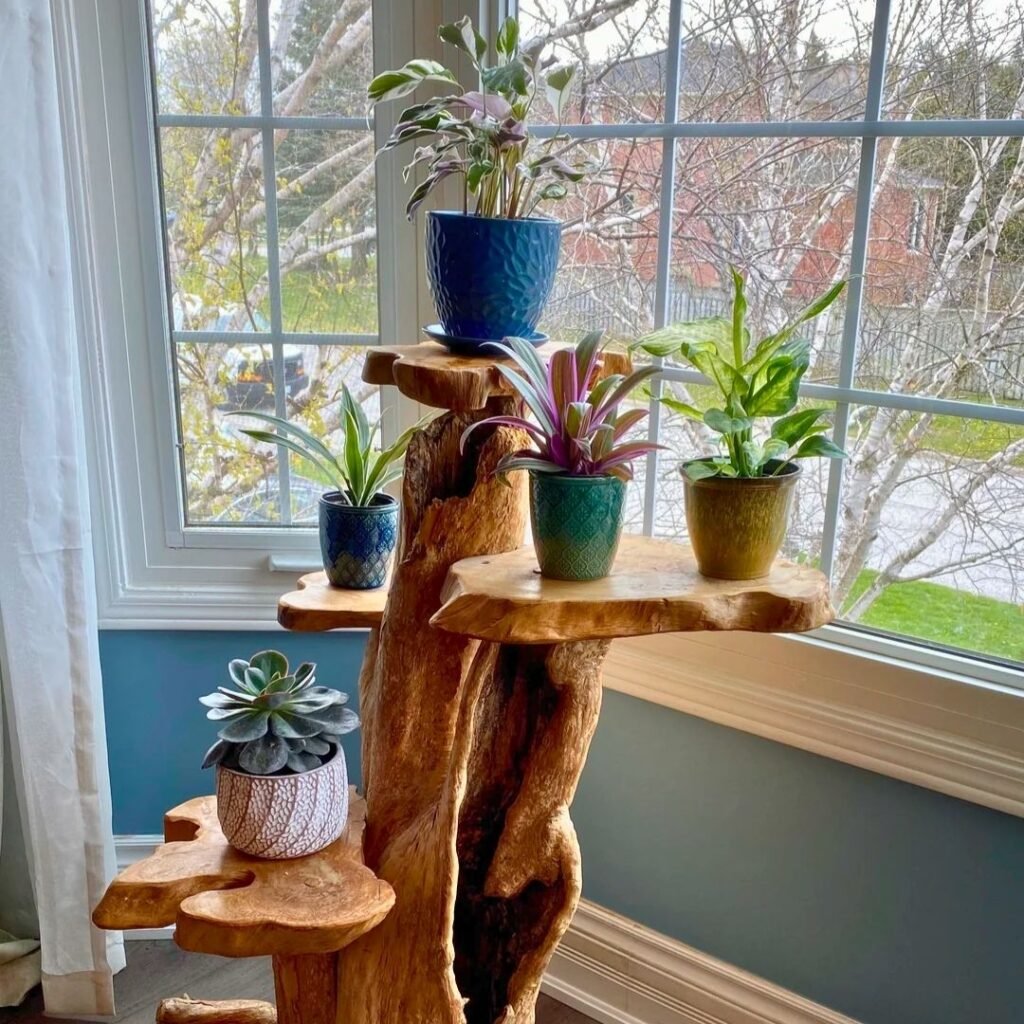 Spider Plant Decor Ideas 8