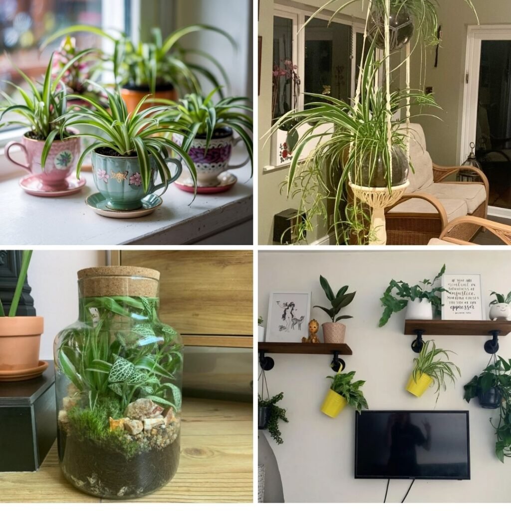 Spider Plant Decor Ideas 9