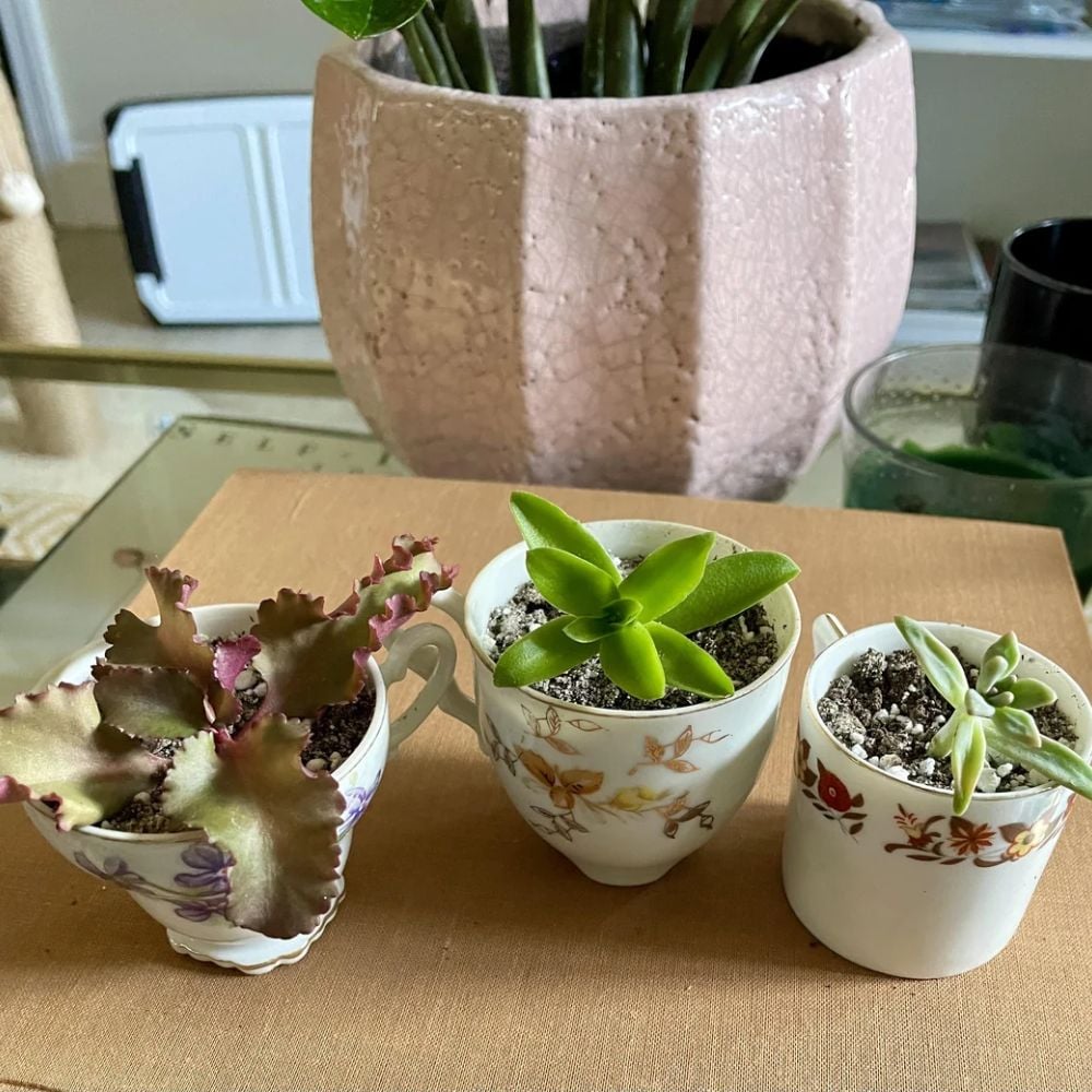 Teacups planter 2