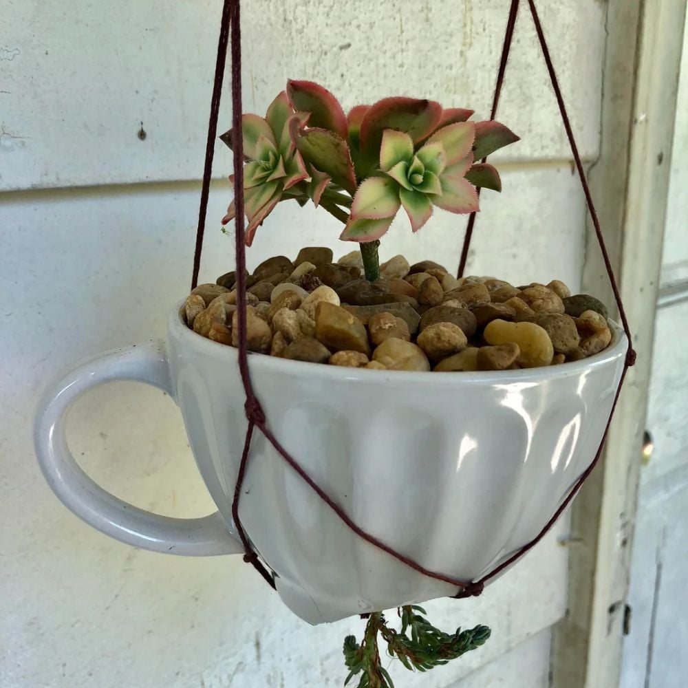 Teacups planter 3