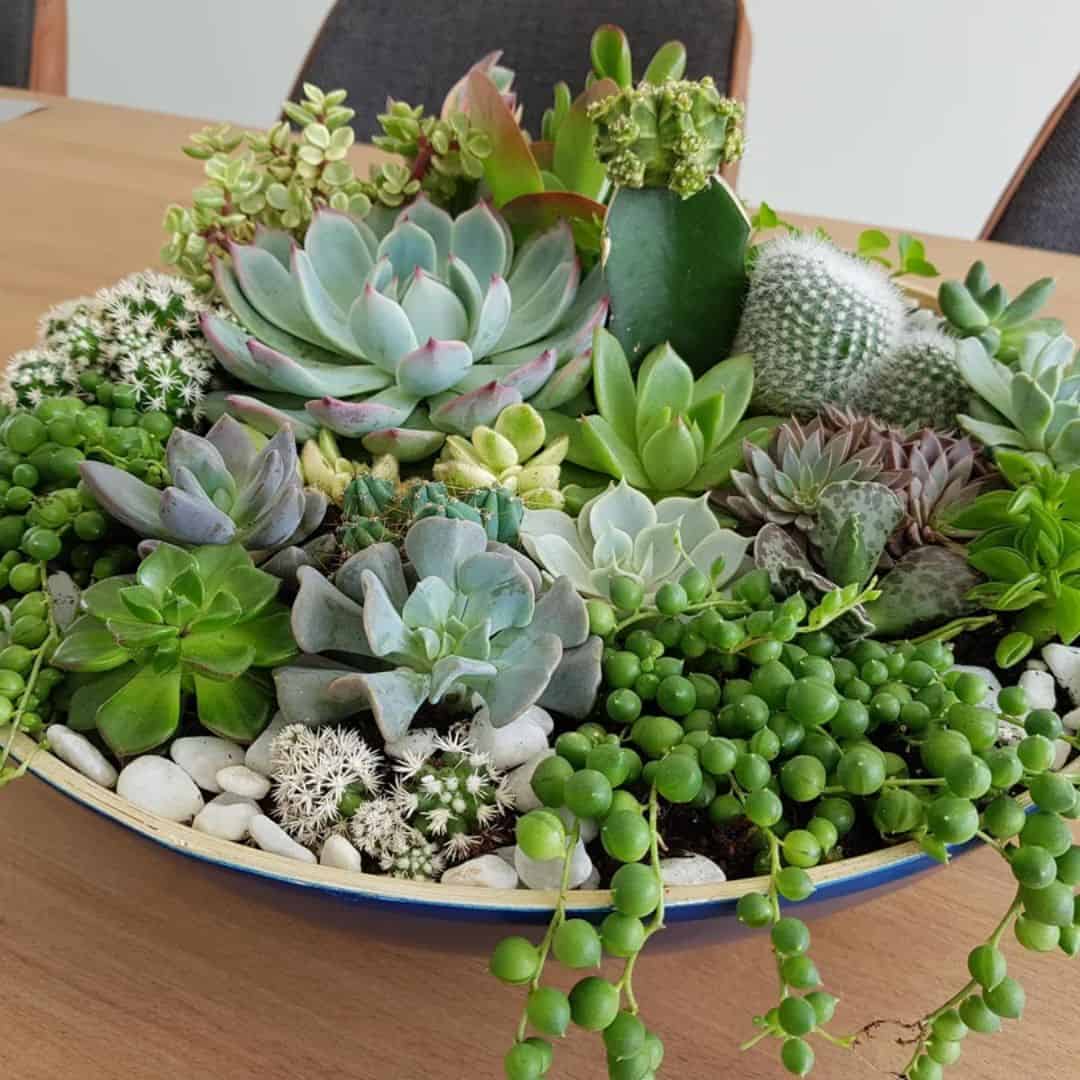 9 Tips To Keep Your Succulents Alive And Thriving! » Simplify Plants