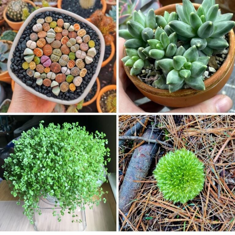 10 Tiny Houseplants That Fit Anywhere