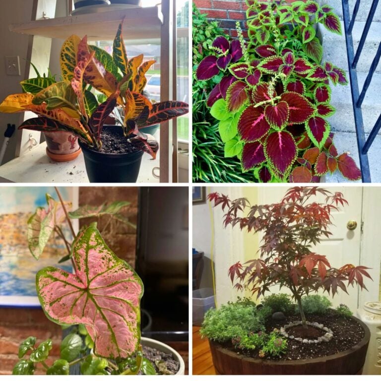 5 Foliage Plants That Show Off Stunning Summer Color