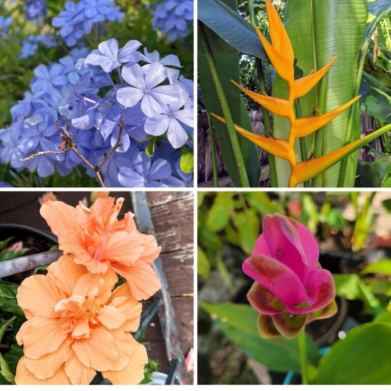 5 Plant Color Pairings Inspired by Tropical Themes