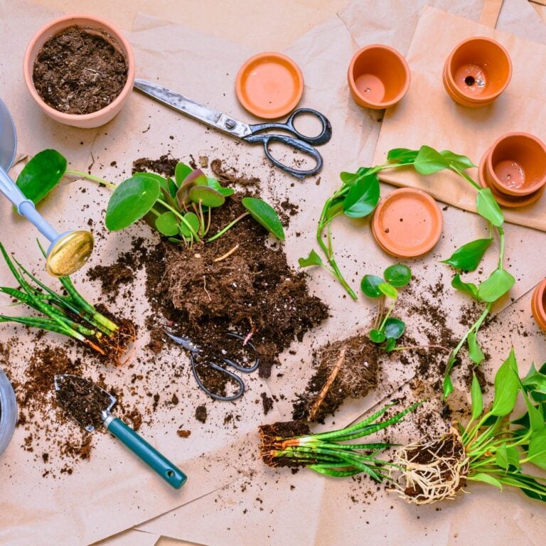 8 Fall Propagation Projects for Beginners