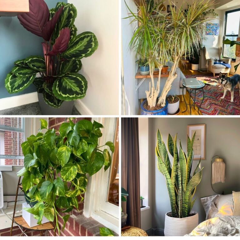 9 Indoor Plants That Match Your Fall Color Palette