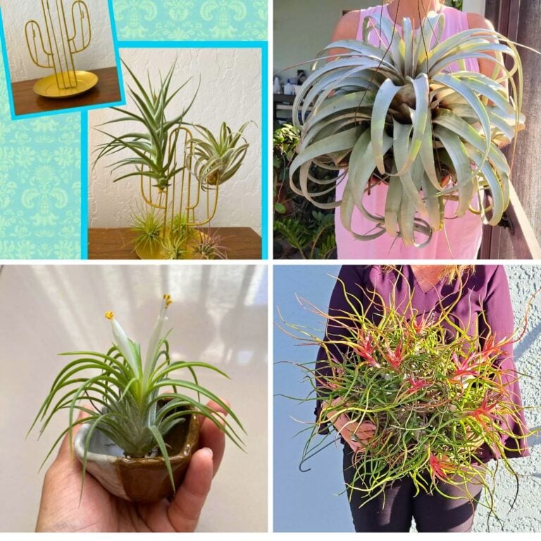 4 Summer-Loving Air Plants and How to Display Them