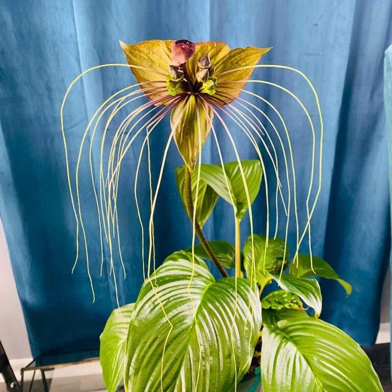 3 Houseplants That Add Spooky Vibes to Any Room