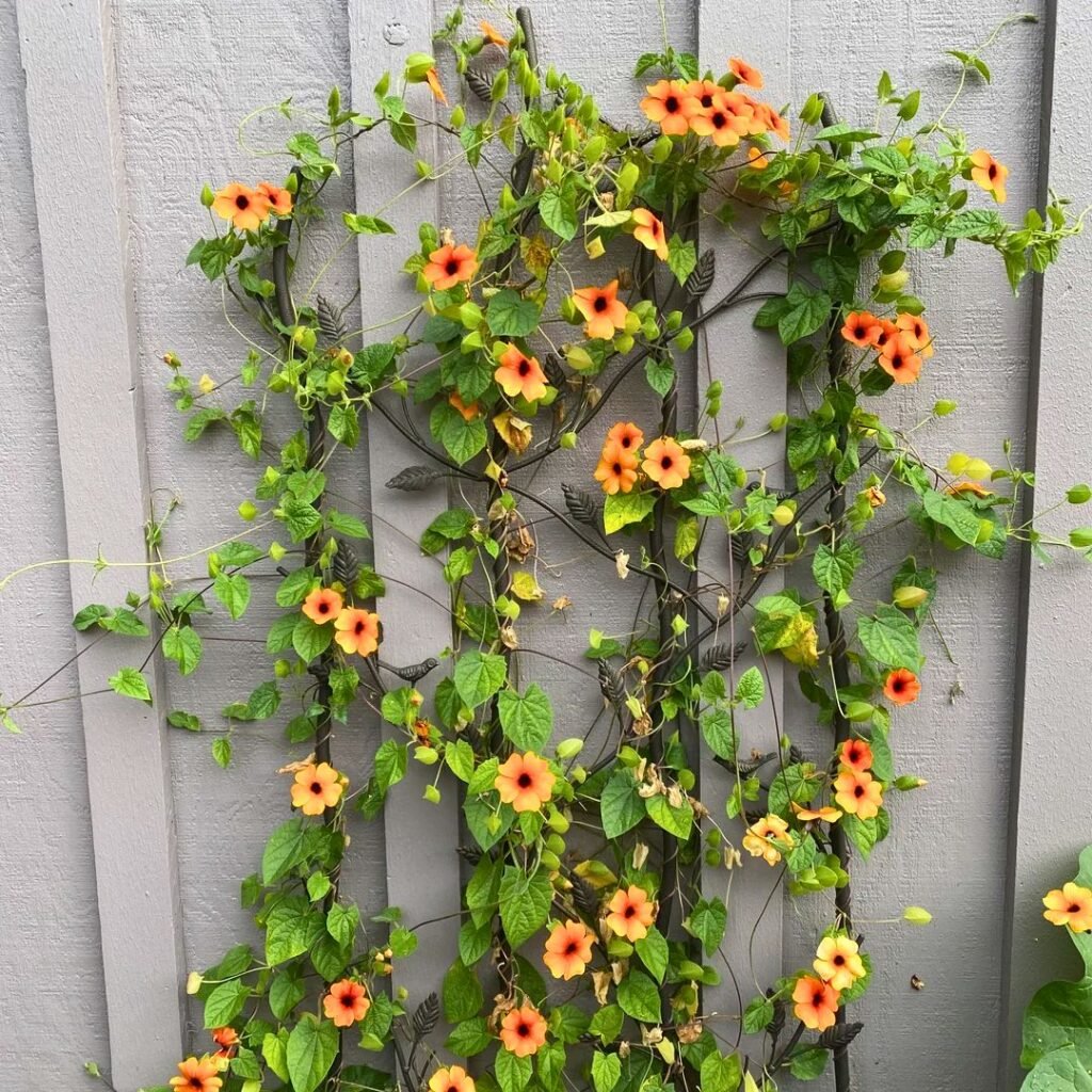 Black eyed Susan Vine