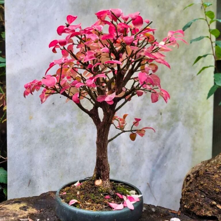 6 Houseplants That Naturally Add Autumn Color to Your Home Decor