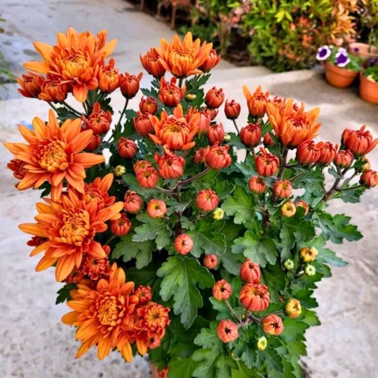 4 Budget Fall Makeovers for Your Plant Display